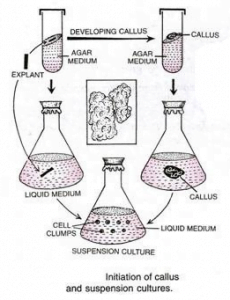 callus culture