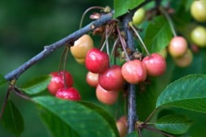 white cherry