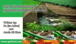 Vegitables Proction in waste water