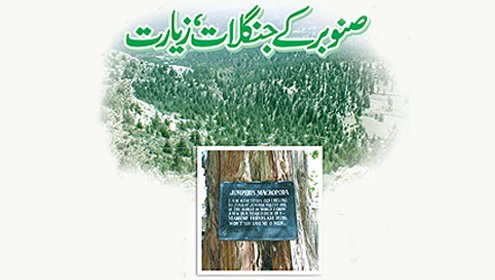 forest-day-and-pakistan
