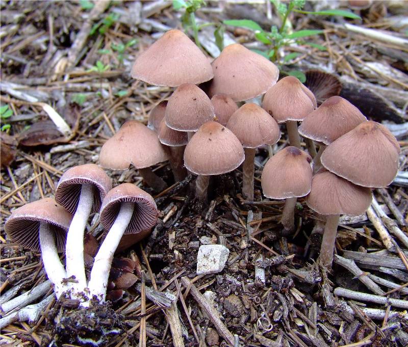  Utilizing the Stubble by Growing Mushrooms