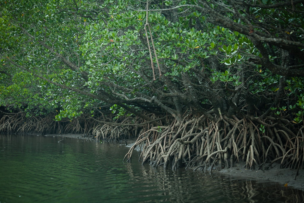 black-mangroves