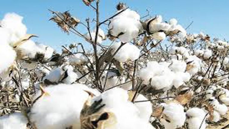 Cotton-prices-rise-fall