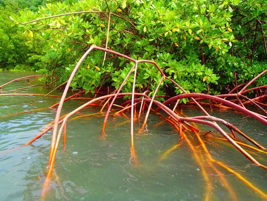 red-mangroves