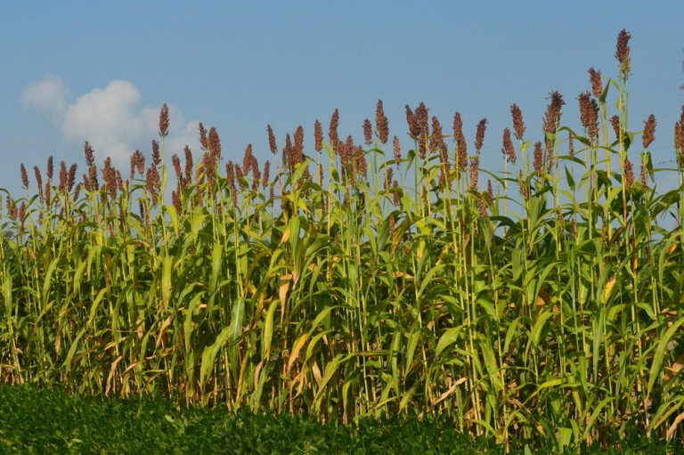 production-technology-of-sorghum-in-pakistan-urdu