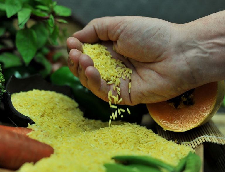 golden-rice-and-benefits-on-health-saad-ur-rehman-malik