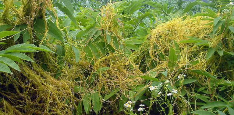 Strenuous-and-Luxurious-Stages-in-the-Life-of-Cuscuta-dodder