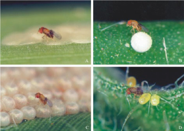 Trichogramma-spp-of-agricultural-pests-by-saad-ur-rehman-malik