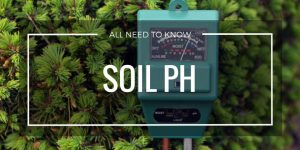All-about-Soil-pH-its-importance-need-how-to-test-itand-how-to-balance-it-by-saad-ur-rehman-malik