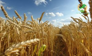 Wheat-production-technology-in-punjab-by-saad-ur-rehman-malik