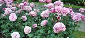 IMPORTANCE OF ROSES AND INFLUENCE FOLIAR SPRAY OF MACRO AND MICRONUTRIENTS ON ROSES