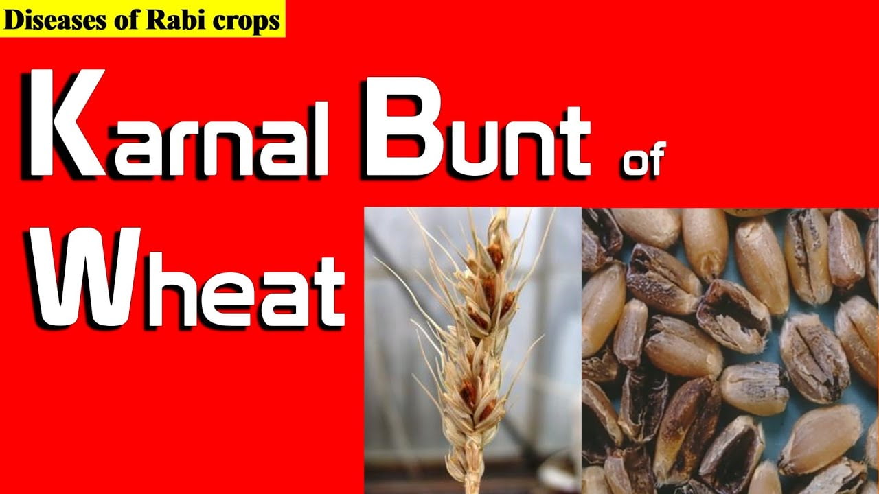 Kernal-bunt-of-wheat-common-questions-and-answers
