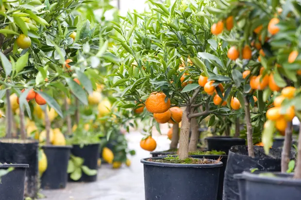 POTTING MEDIA ON THE GROWTH OF CITRUS